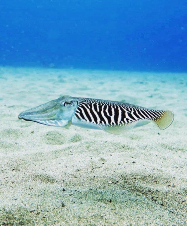 Scuba Diving Lanzarote