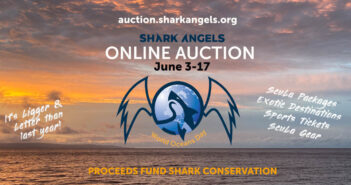Shark Angels World Oceans Day Auction 2023 Launches Shark Angels Auction Jun 2023