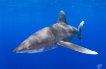 Shark Fin Trading - The Shark Trust