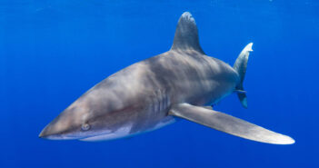 Shark Fin Trading - The Shark Trust