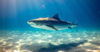 The Bahamas – A Paradise Beneath the Waves Bahamas Scuba Diving
