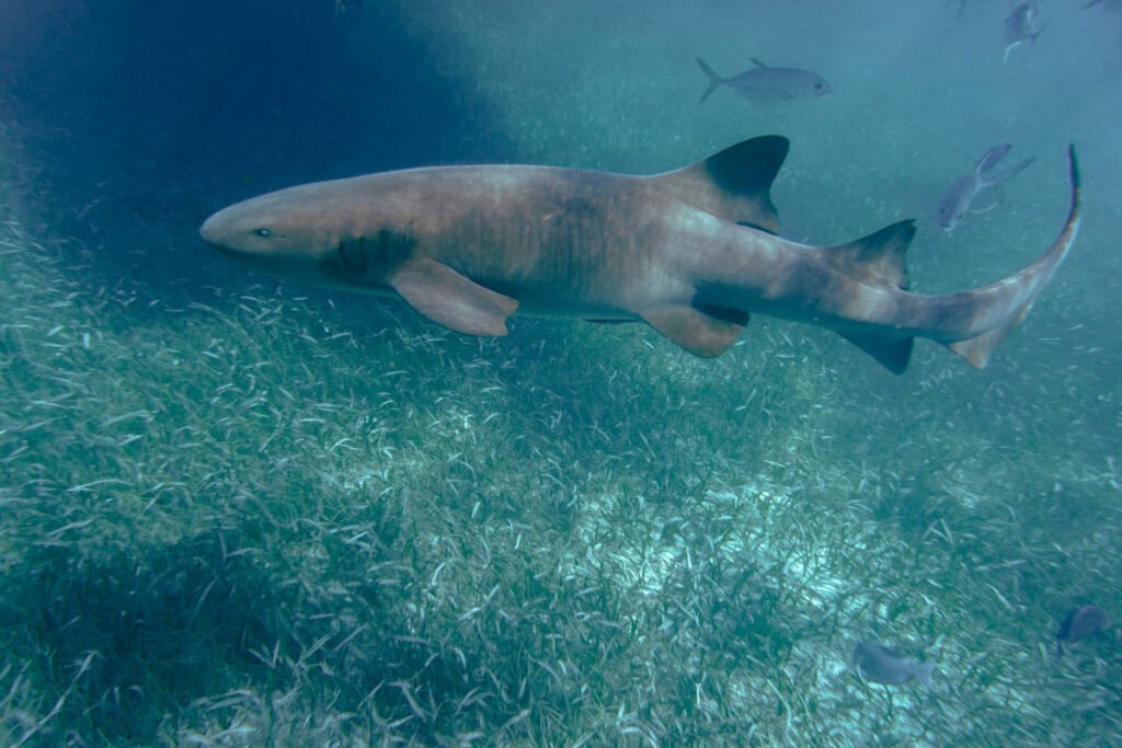 Belize Scuba Diving