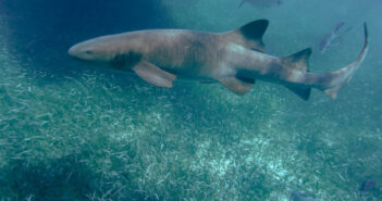 Belize Scuba Diving