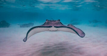 Dive into the Pristine Waters of the Cayman Islands Cayman Islands