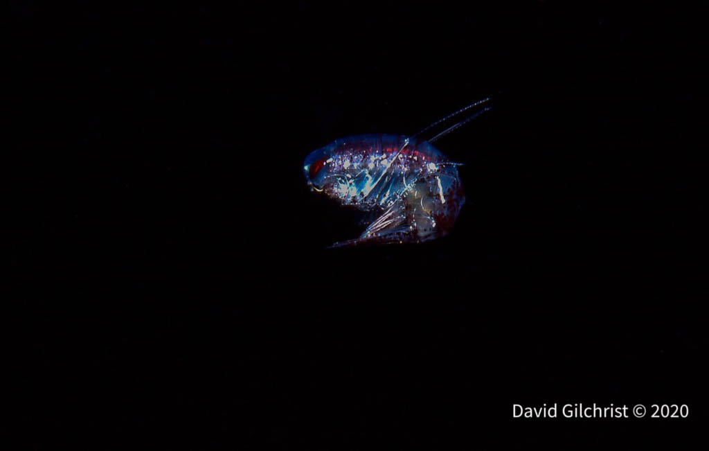 Diving the High Arctic