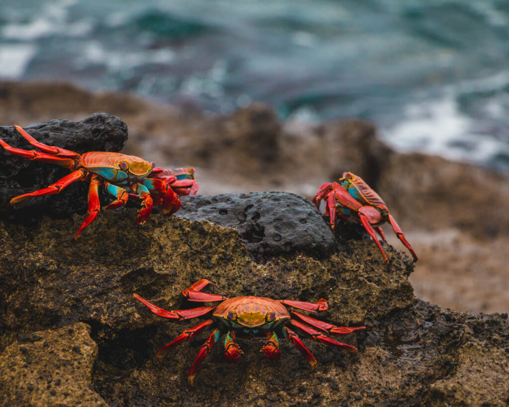 Galapagos Islands