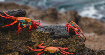 Galapagos Islands