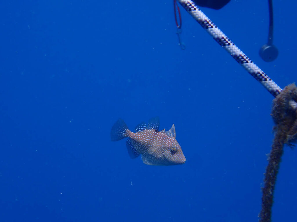 Invasive Species in Cyprus