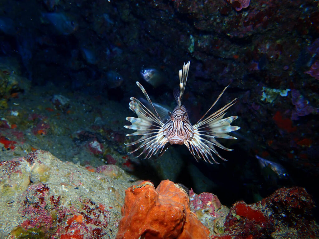 Invasive Species in Cyprus