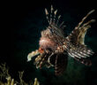Lionfish Red Sea