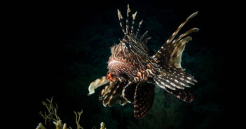 Lionfish Red Sea