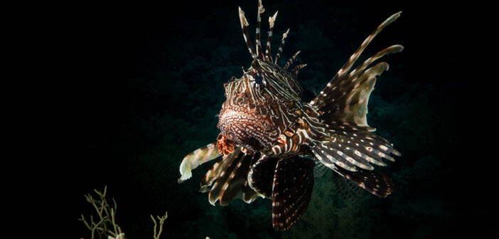 Lionfish Red Sea
