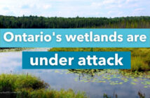 Ontario Wetlands