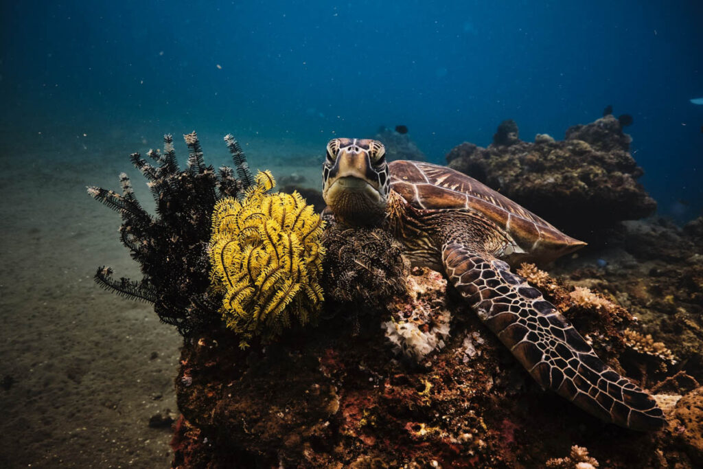 Philippines Scuba Diving