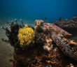 Philippines Scuba Diving
