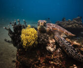 Discover the Philippines’ Underwater Marvels: Dive into Excellence with the Philippine Siren!