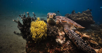 Philippines Scuba Diving