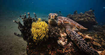 Philippines: Exquisite Coral Reefs and Vibrant Marine Life Philippines Scuba Diving