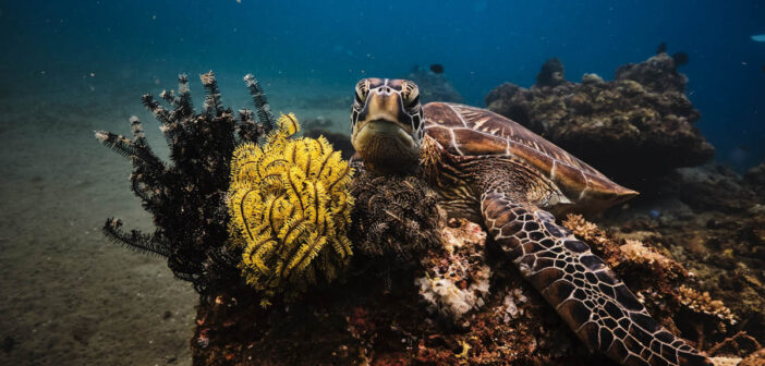 Philippines Scuba Diving