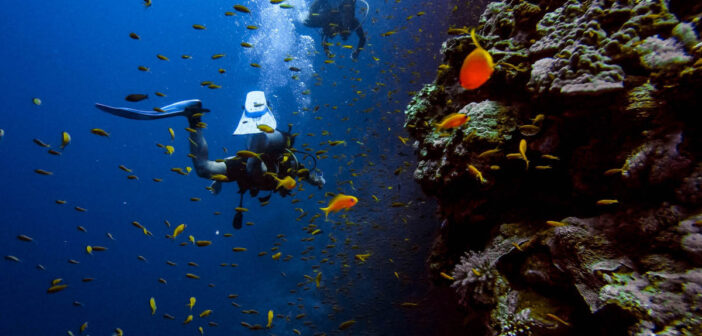 Scuba Diver Underwater