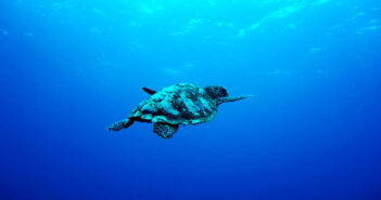 Diving Paradise Found: Explore Indonesia’s Underwater Wonders on a Liveaboard Adventure Scuba Diving Indonesia