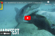 Sharkfest 2023