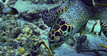 Discover the Tropical Paradise of the Virgin Islands! BVI Islands