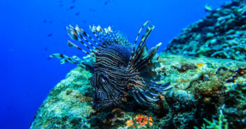 Unveiling Indonesia’s Underwater Wonders: Dive into Diversity Underwater Indonesia