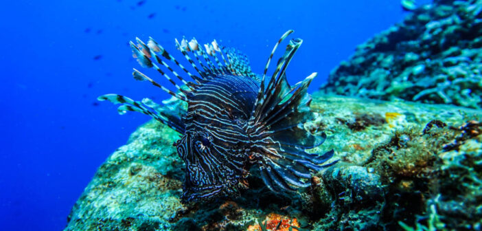 Underwater Indonesia