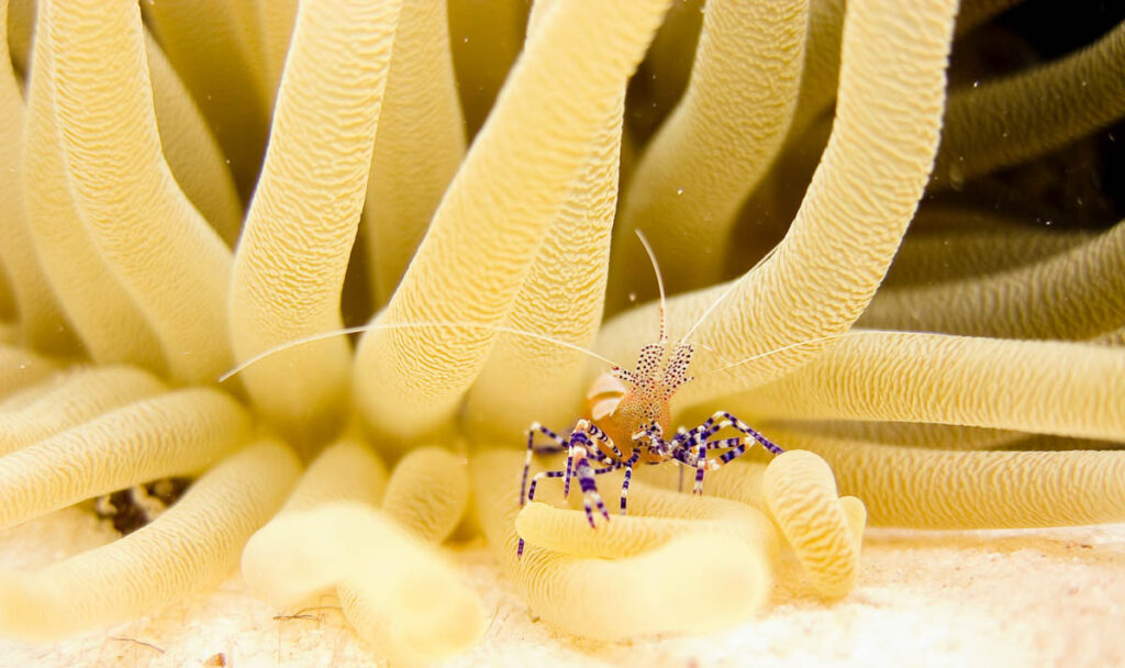 Bonaire National Marine Park