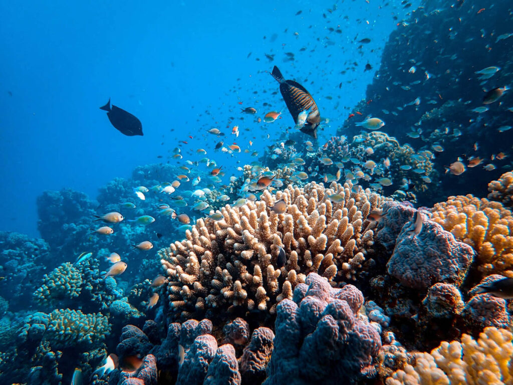 Coral Reef - Underwater World