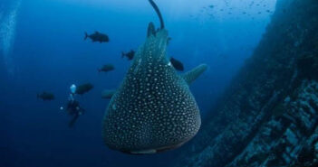 Damai II Liveaboard, Indonesia