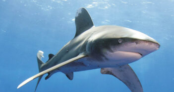 Dive the Red Sea: Our Favourite Red Sea Safari Itinerary Deep South Red Sea - The Scuba Place