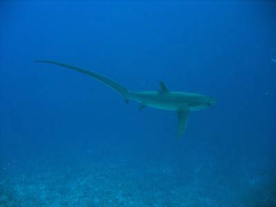 Deep South Red Sea - The Scuba Place