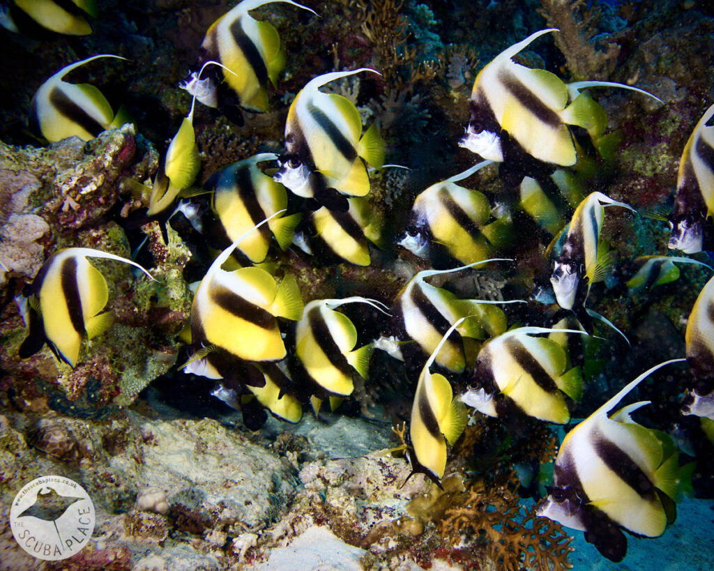 Deep South Red Sea - The Scuba Place