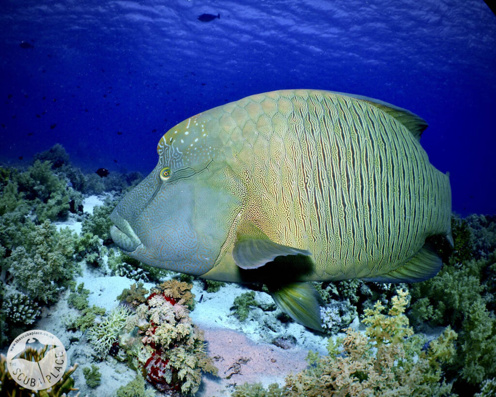 Deep South Red Sea - The Scuba Place