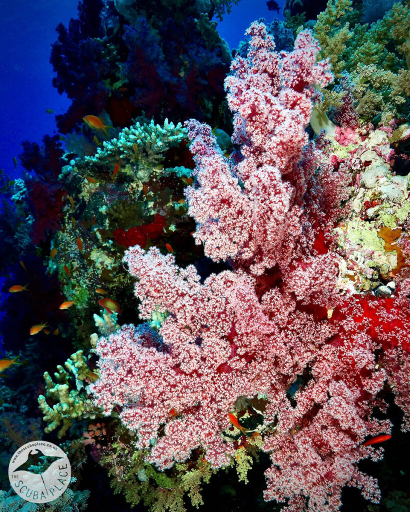 Deep South Red Sea - The Scuba Place