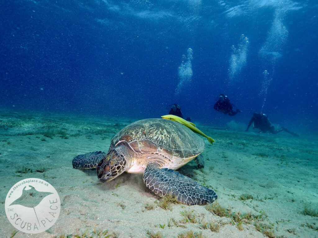 Deep South Red Sea - The Scuba Place