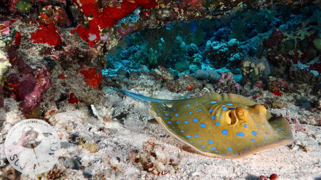 Deep South Red Sea - The Scuba Place