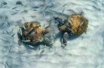 Dive Curacao