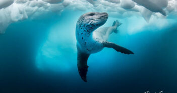 Learn More About The Diving Talks Underwater Photography Collection Diving Talks Underwater Photo Collection