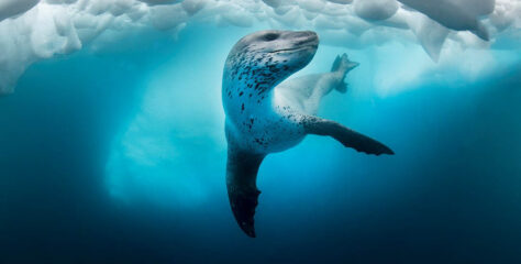 Learn More About The Diving Talks Underwater Photography Collection