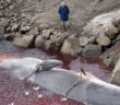 Iceland Whaling