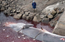 Iceland Whaling