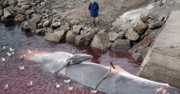 Sign This Petition to Ban Whaling in Iceland