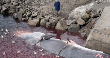 Iceland Whaling