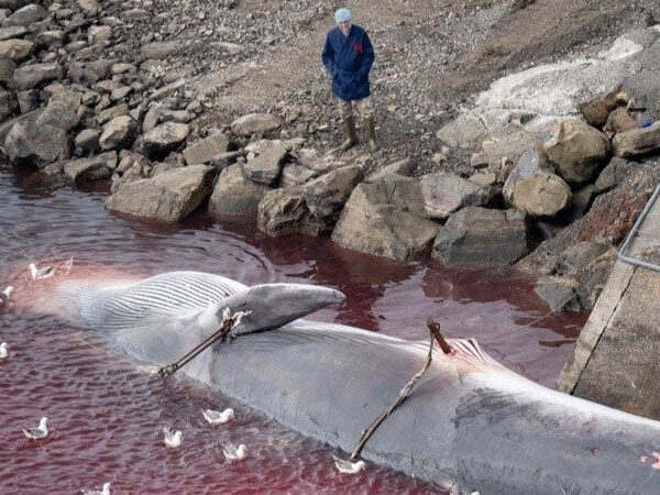 Sign This Petition to Ban Whaling in Iceland