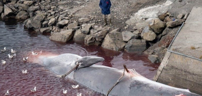 Sign This Petition to Ban Whaling in Iceland