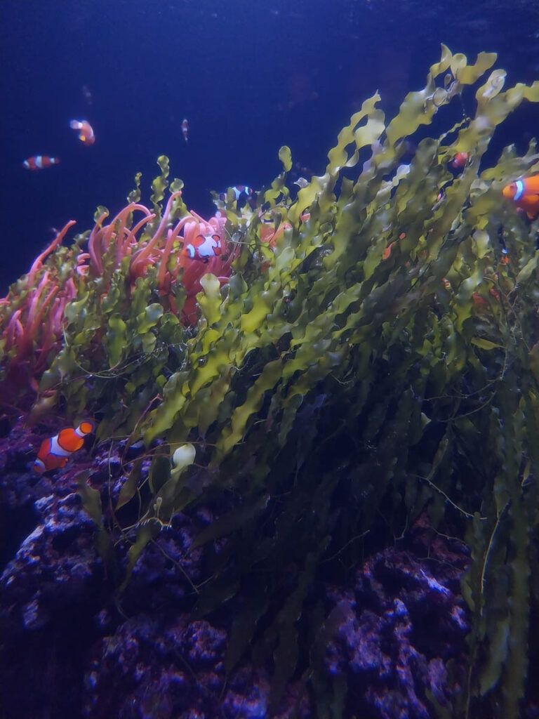 London Aquarium