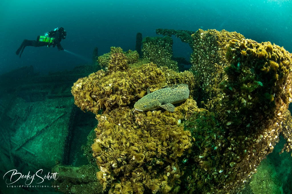 New Orleans Shipwreck